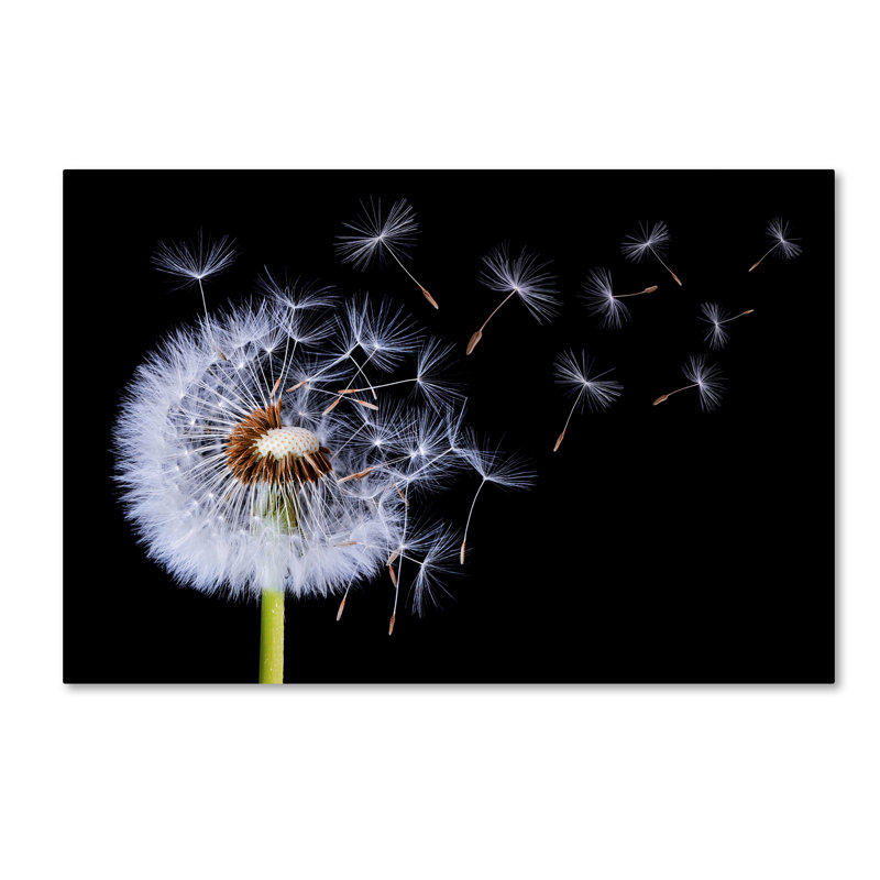 Trademark Art 'Dandelion Blowing' Graphic Art on Wrapped Canvas